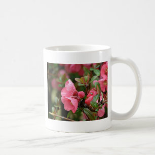 Taza De Café Quince de floración rosa primavera