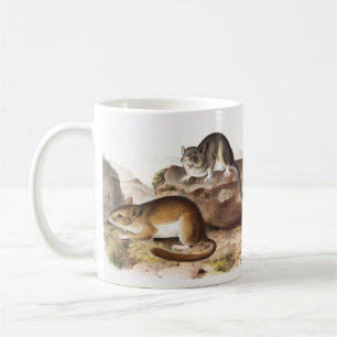 Taza De Café Ratón de Neotoma de Montaña Rocosa (Neotoma Drummo