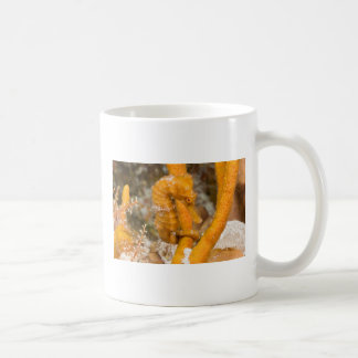 Taza De Café Reidi del hipocampo - Seahorse de Longsnout