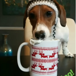 Taza De Café Reno sudoroso Dachshund Tea Coffee Mug