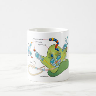 Taza De Café Ribosome mRNA tRNA molecules proteins Diagram 