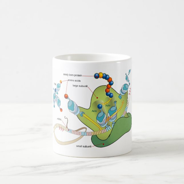 Taza De Café Ribosome mRNA tRNA molecules proteins Diagram  (Centro)