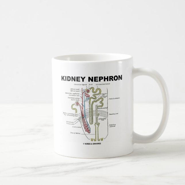 Taza De Café Riñón Nephron (Derecha)