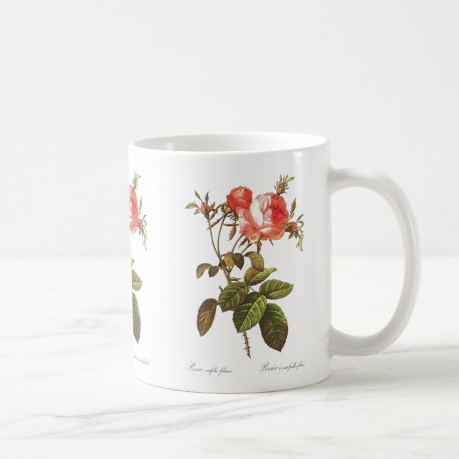 Taza De Café Rosa Centifolia Foliacea (Derecha)
