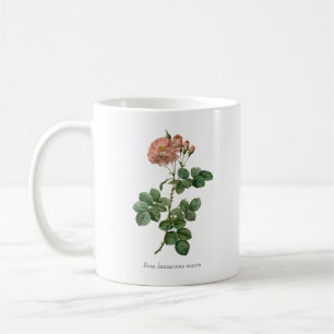 Taza De Café Rosa damascena aurora