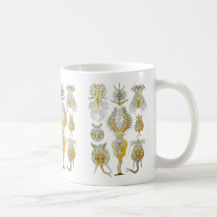 Taza De Café Rotíferos