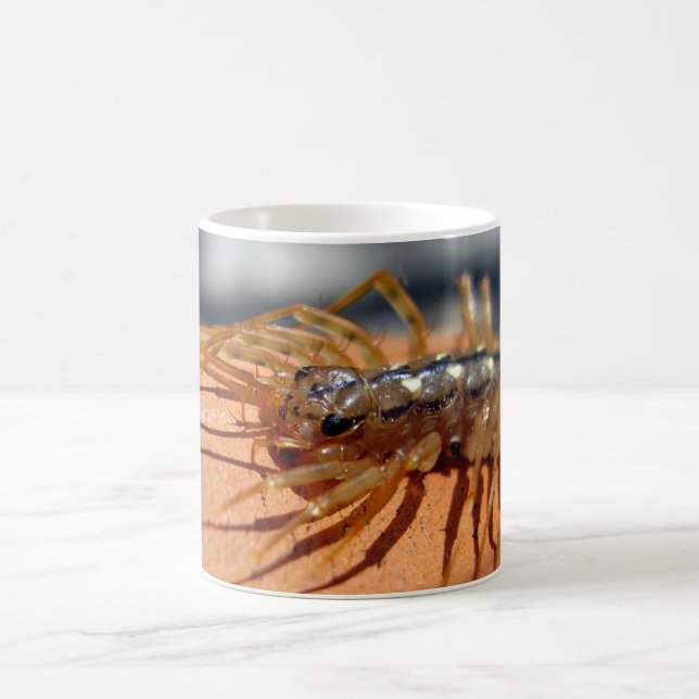 Taza De Café Scutigera coleoptrata Bug Mug (Centro)