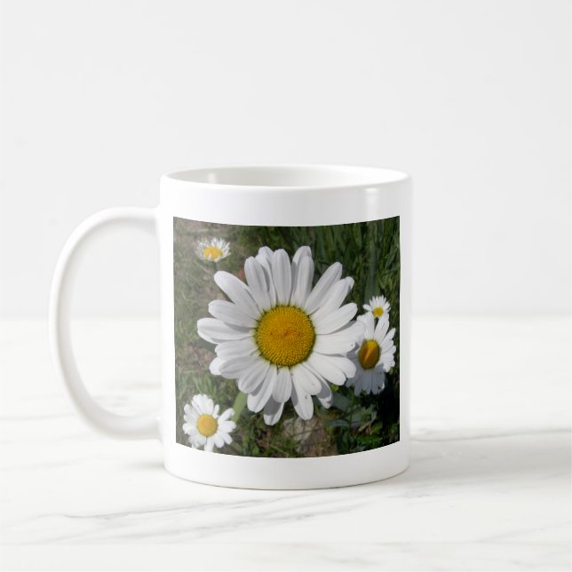 Taza De Café Shasta Daisy (Chrysanthemum máximo) (Izquierda)