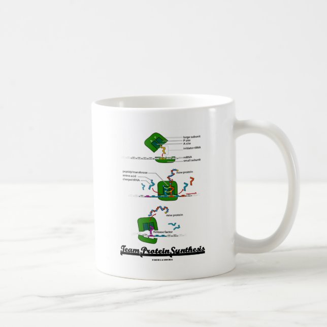 Taza De Café Síntesis de proteína de equipo (Derecha)