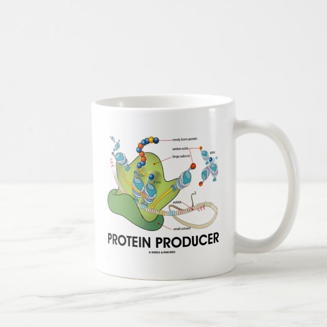 Taza De Café Síntesis de proteína producida por proteínas (Derecha)