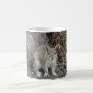 Taza De Café Squirrel Café Blanco Mug