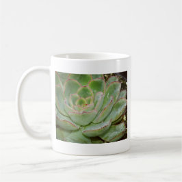Taza De Café Suculenta planta