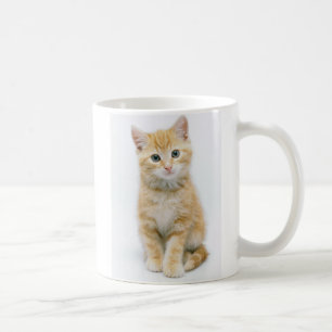 Taza De Café Tabby del naranja dulce