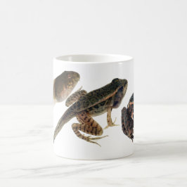 Taza De Café Tadpole a la rana: Tres etapas de desarrollo
