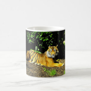 Taza De Café Tigre de Sumatra