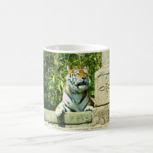 Taza De Café Tigre en el templo