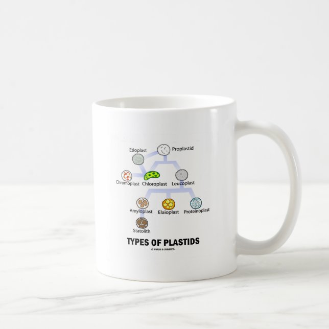 Taza De Café Tipos de Plastids (Derecha)