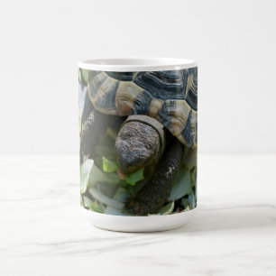 Taza De Café Tortuga linda