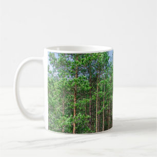 Taza De Café Trayectoria de madera en bosque de pinos