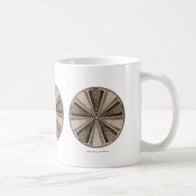 Taza De Café Una diatomea marina (Derecha)