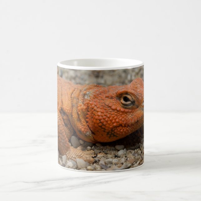 Taza De Café Uromastyx geyri (Centro)