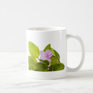Taza De Café violeta africana - ionantha del saintpaulia