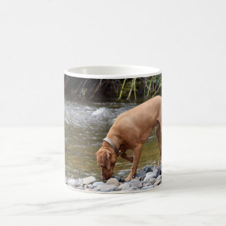 Taza De Café Vizsla por el río
