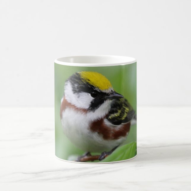 Taza De Café Warbler castaño (Centro)