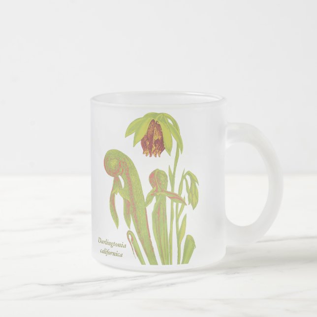 Taza De Cristal Esmerilado Californica del Darlingtonia, planta carnívora (Derecha)