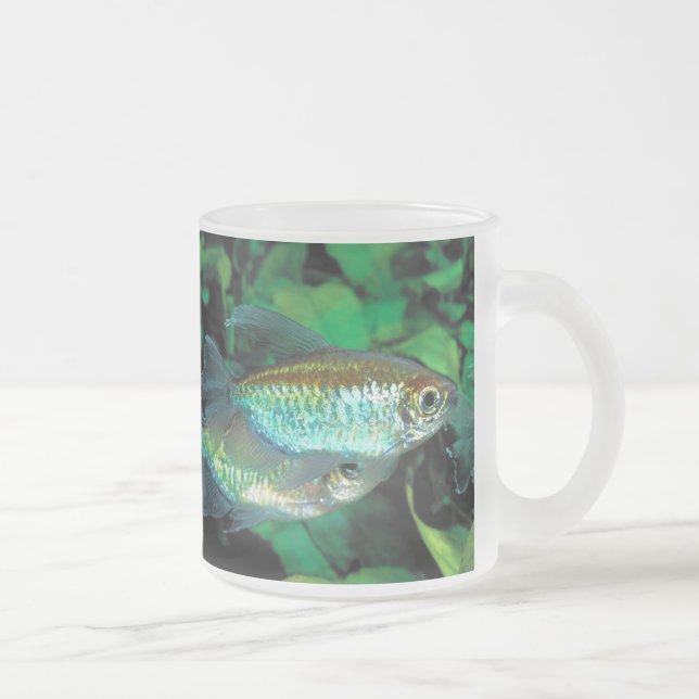 Taza De Cristal Esmerilado Congo tetra , Phenacogrammus interruptus (Derecha)