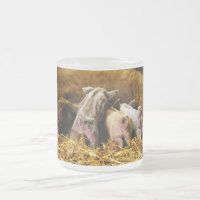 Cuatro cerdos de Mangalitsa del cochinillo del