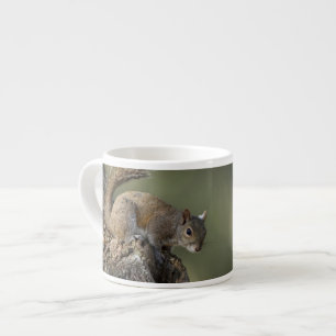 Taza De Espresso ardilla gris oriental o ardilla gris