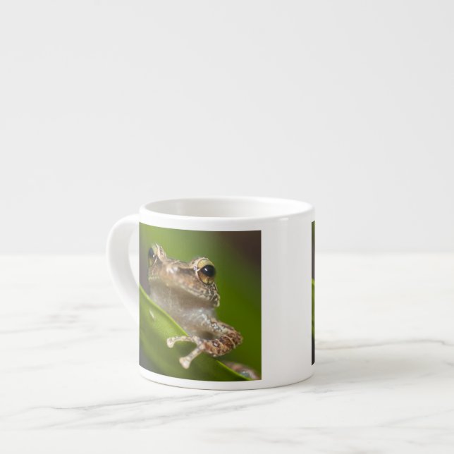Taza De Espresso Coqui común, Eleutherodactylus coqui (Izquierda)