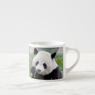 taza de espresso Foto panda gigante.