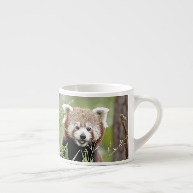 taza de espresso Foto panda roja. (Derecha)
