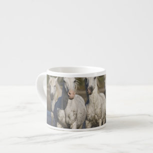 Taza De Espresso Francia, Camargue. Caballos corren