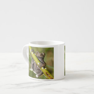 Taza De Espresso Hiloscirtus de la rana del árbol Tapichalaca cauti