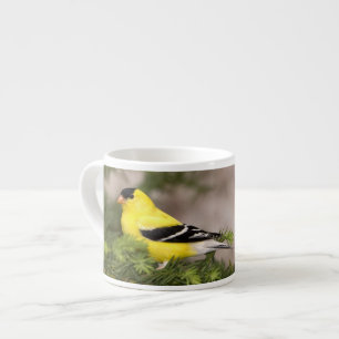 Taza De Espresso Jilguero americano macho en un árbol