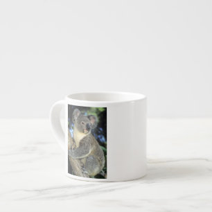 Taza De Espresso Koala, Phascolarctos cinereus), Australia,