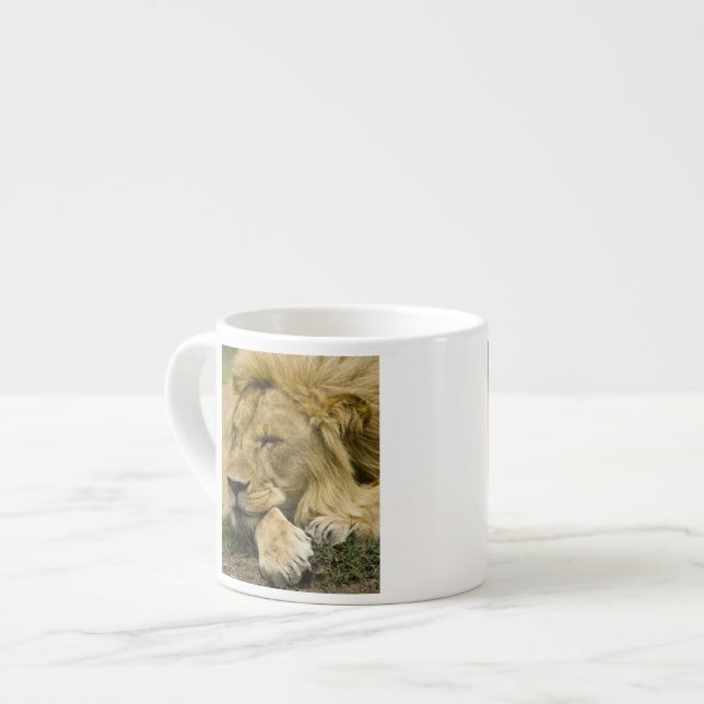 Taza De Espresso León africano, Panthera leo, acostado durmiendo (Izquierda)