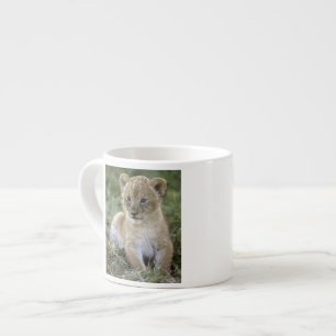 Taza De Espresso león africano, Panthera leo), Tanzania,