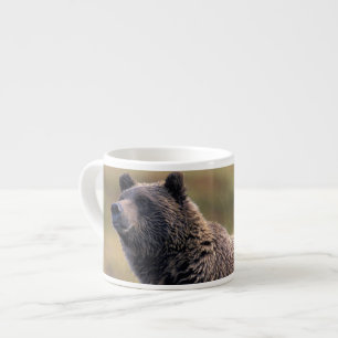 Taza De Espresso NA, EE. UU., Alaska, Parque Nacional Denali, Oso p