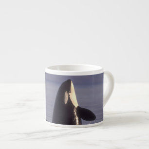 Taza De Espresso Orca asesina (Orca orcinus) espiando cerca
