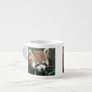 Taza De Espresso Panda rojo, Taronga Zoo, Sydney, Australia