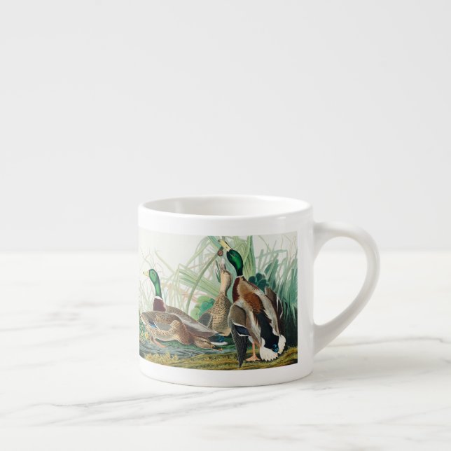 Taza De Espresso Patos cortos de aves de América (Audubon) (Derecha)