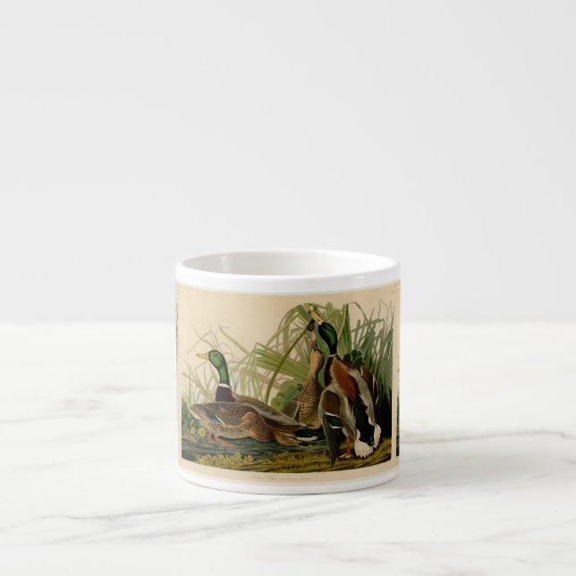 Taza De Espresso Pintura de pájaro de Mallard Duck Audubon (Frente)
