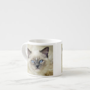 Taza De Espresso Ragdoll kitten