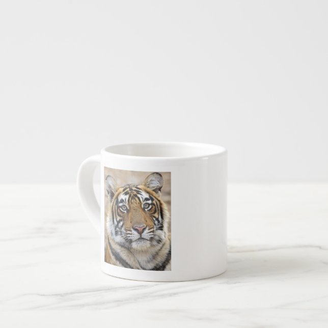 Taza De Espresso Retrato del Tigre Real de Bengala, Rahambhor (Izquierda)