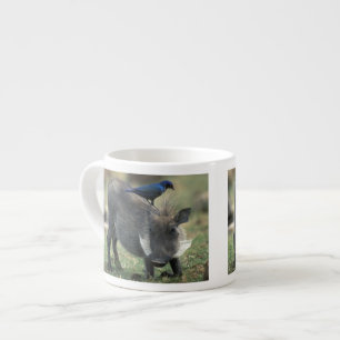 Taza De Espresso Sudáfrica, Pilanesburg GR, jabalí
