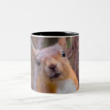 Taza de la ardilla